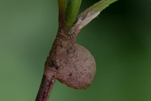 Réf. 207 018 : Agroeca sp.
