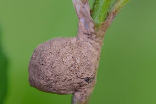 Réf. 207 020 : Agroeca sp.