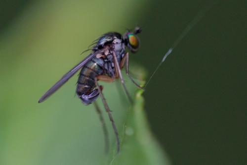 Réf. 207 031 : Dolichopodinae inconnu