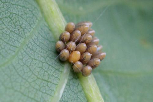 Coccinellinae