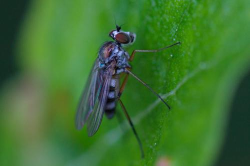 Argyra sp.