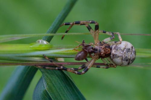 Réf. 207 035 : Tmarus sp.
