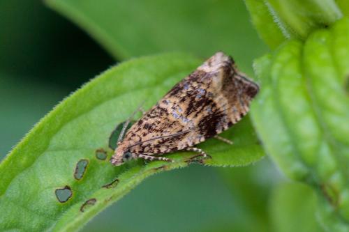 Celypha lacunana