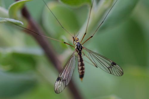 Nephrotoma quadrifaria