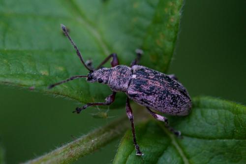 Réf. 207 037 : Phyllobius sp.