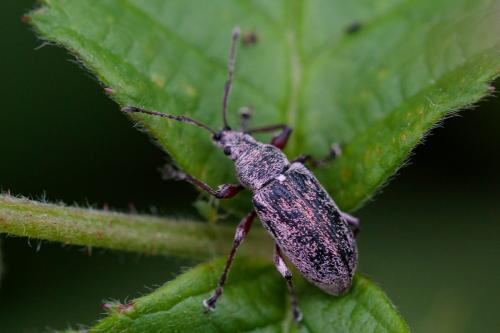 Réf. 207 038 : Phyllobius sp.