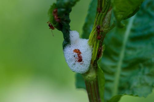 Myrmica sp.