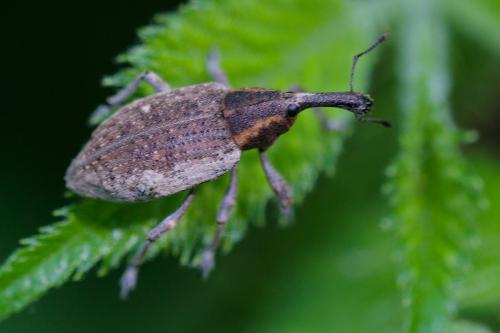 Réf. 207 269 : Lepyrus palustris