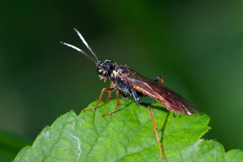 Réf. 207 270 : Tenthredo ferruginea