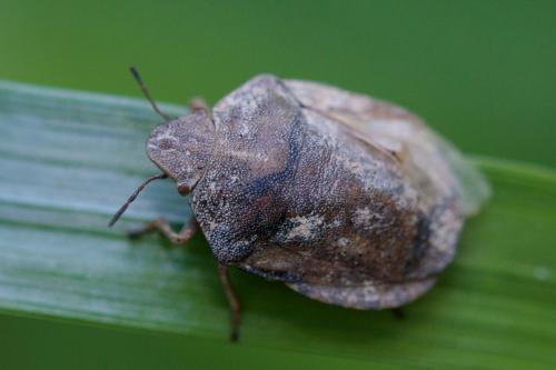 Réf. 207 117 : Eurygaster testudinaria