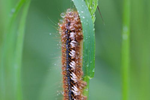 Réf. 207 266 : Euthrix potatoria