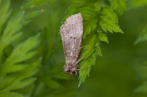 Ochropacha duplaris
