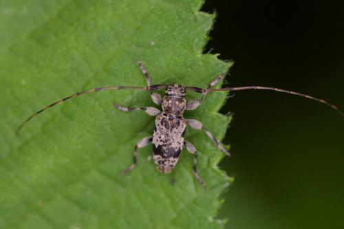 Réf. 207 355 : Leiopus sp.