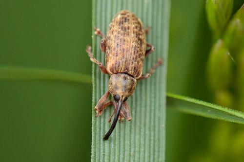 Réf. 207 356 : Dorytomus sp.
