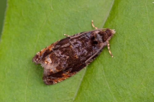 Réf. 207 904 : Pristerognatha fuligana