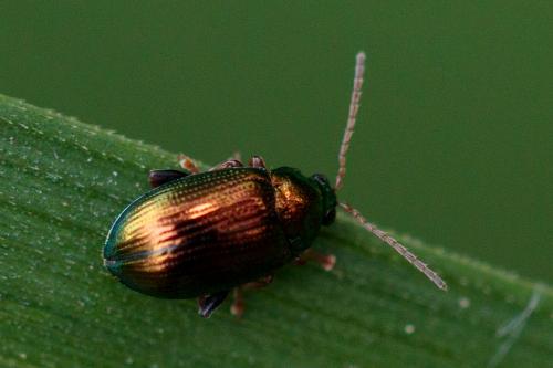 Réf. 207 926 : Crepidodera sp.