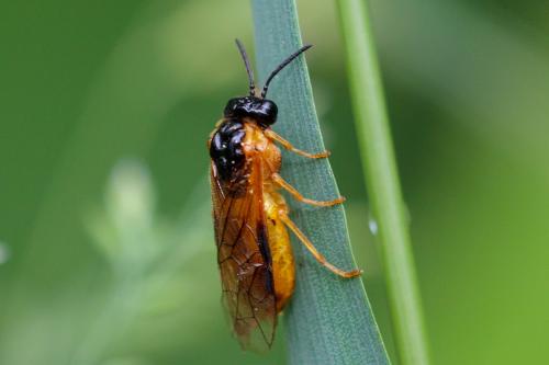 Selandria serva