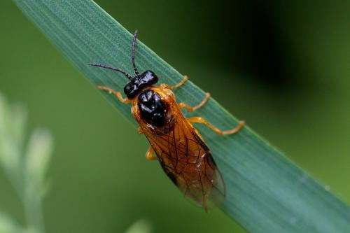 Selandria serva