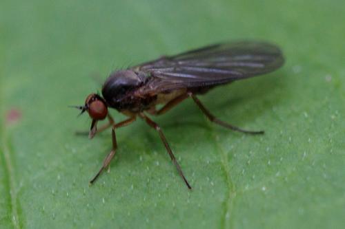 Hilara sp.