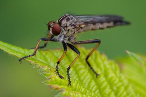 Neoitamus sp.