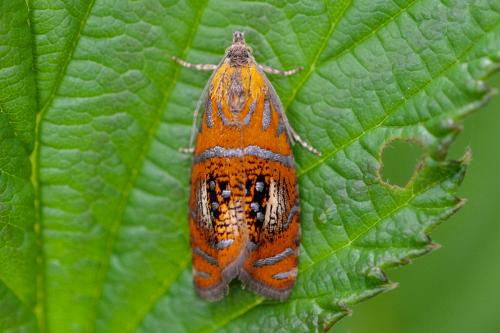 Réf. 207 382 : Olethreutes arcuella