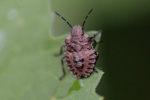 Pentatoma rufipes