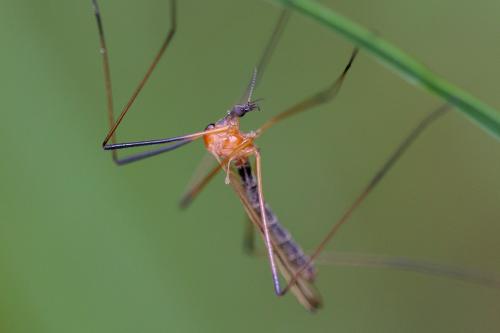 Réf. 207 396 : Limonia nigropunctata