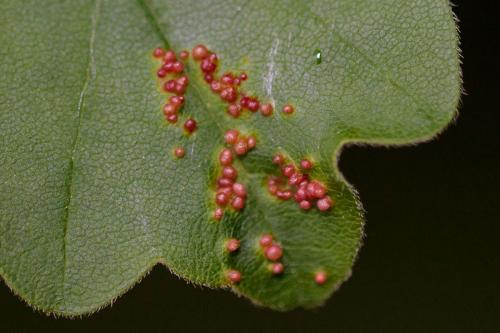 Aceria myriadeum