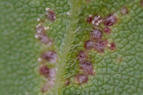 Aceria myriadeum