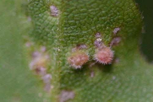 Aceria myriadeum