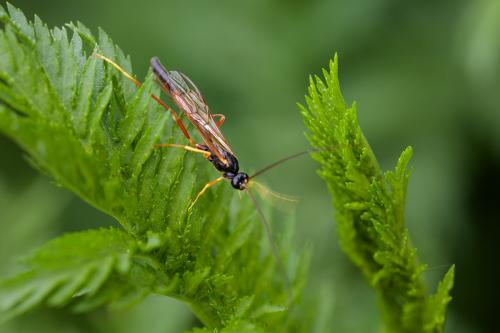 Coleocentrus excitator
