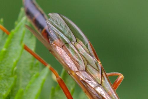 Coleocentrus excitator
