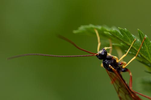 Coleocentrus excitator