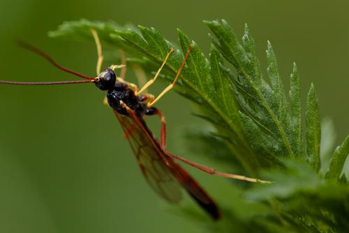 Coleocentrus excitator
