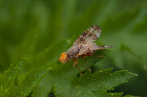 Réf. 207 664 : Oxyna parietina