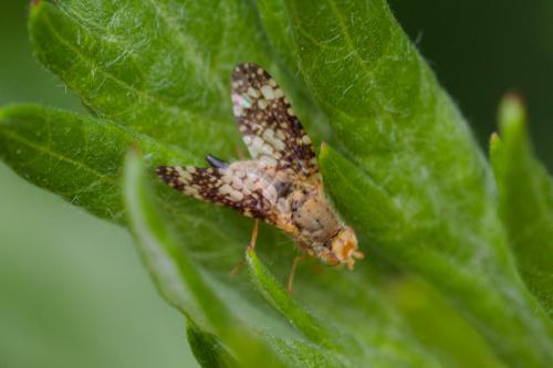 Réf. 207 665 : Oxyna parietina