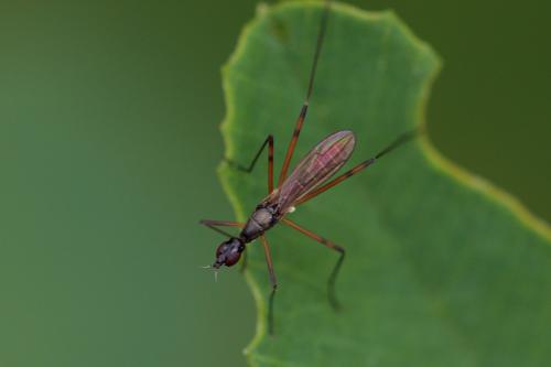 Réf. 207 668 : Micropeza corrigiolata