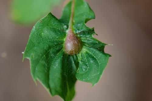Dryocosmus kuriphilus
