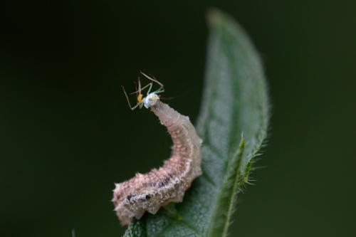 Réf. 207 764 : Eupeodes sp.