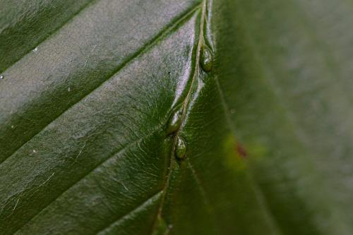 Monochetus sulcatus