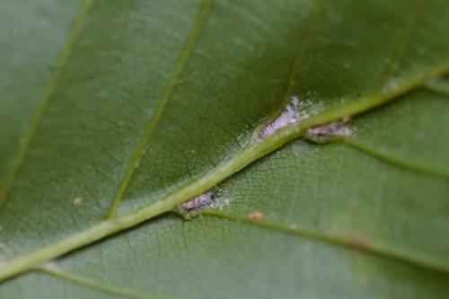 Monochetus sulcatus