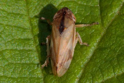 Neophilaenus sp.