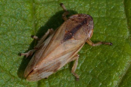 Neophilaenus sp.