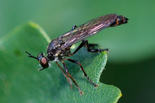Dioctria hyalipennis