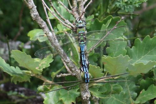 Anax imperator