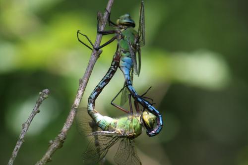 Réf. 207 241 : Anax imperator