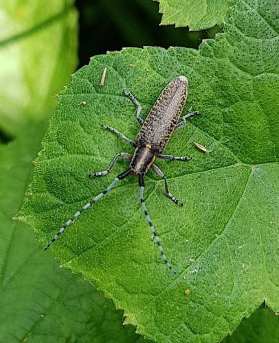 Agapanthia villosoviridescens