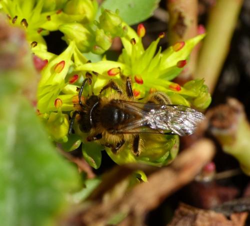 Andrena flavipes