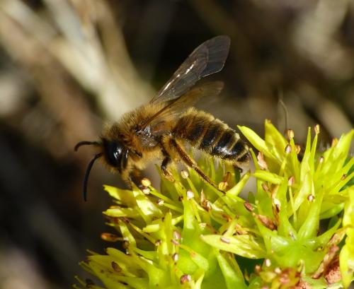 Andrena flavipes