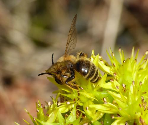 Andrena flavipes